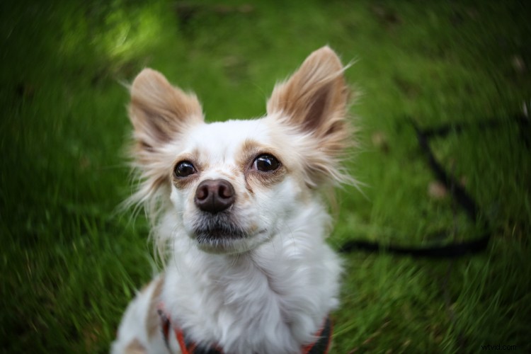 Lensbaby Burnside 35 Review: Innovative Special Effects Lens for Creative Photographers