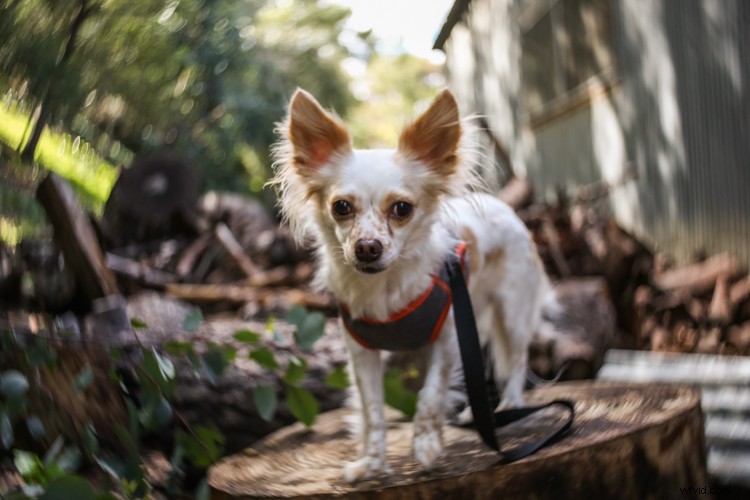 Lensbaby Burnside 35 Review: Innovative Special Effects Lens for Creative Photographers