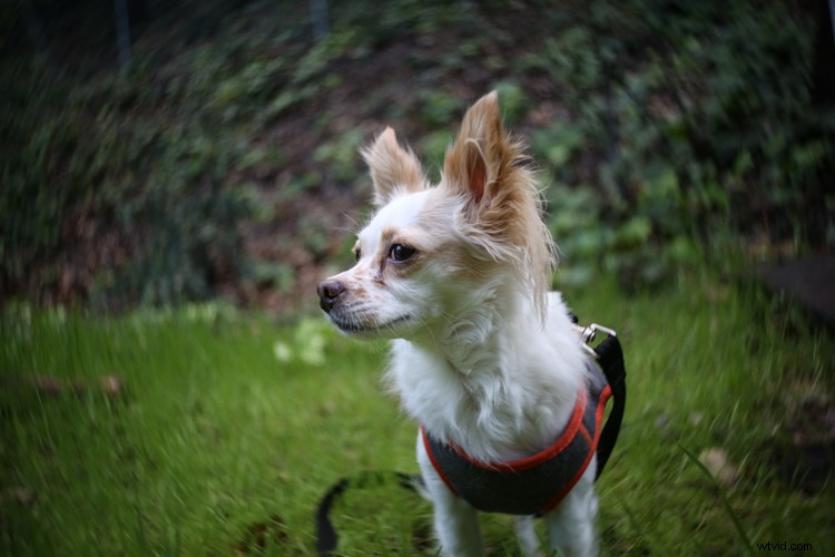 Lensbaby Burnside 35 Review: Innovative Special Effects Lens for Creative Photographers