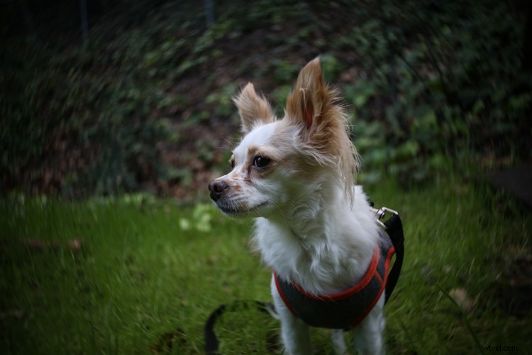 Lensbaby Burnside 35 Review: Innovative Special Effects Lens for Creative Photographers