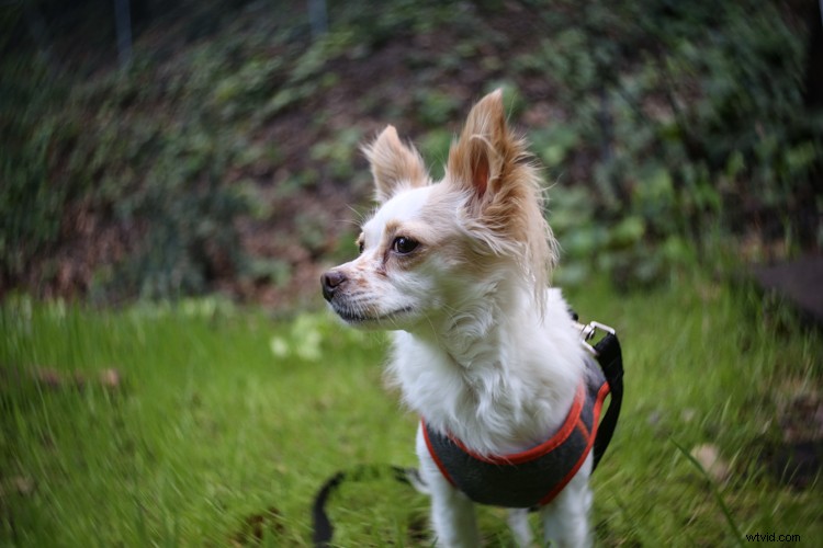 Lensbaby Burnside 35 Review: Innovative Special Effects Lens for Creative Photographers