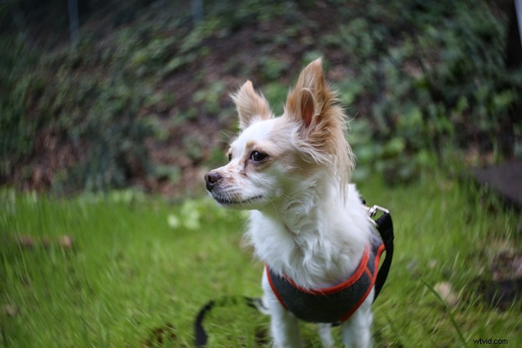 Lensbaby Burnside 35 Review: Innovative Special Effects Lens for Creative Photographers