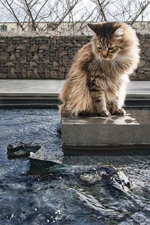 Top 10 Everyday Subjects to Capture Your Neighborhood s Story Through Photography