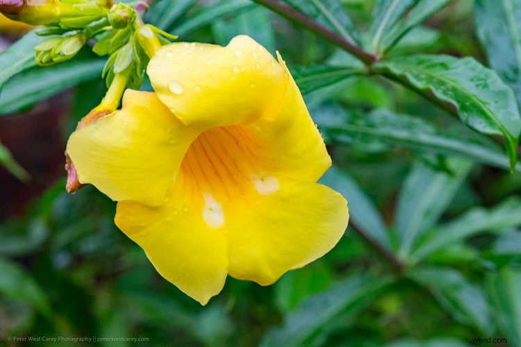 Mastering Photography on Gray, Gloomy Days: Pro Tips for Stunning Shots