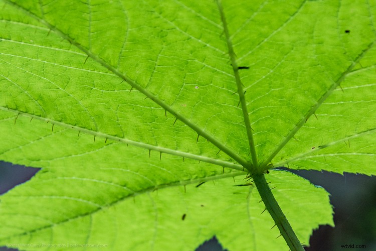 Mastering Photography on Gray, Gloomy Days: Pro Tips for Stunning Shots