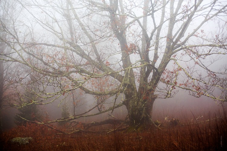 Expert Tips to Enhance Mood and Mystery in Foggy Photos