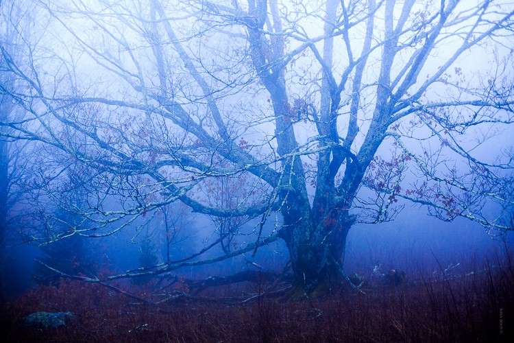 Expert Tips to Enhance Mood and Mystery in Foggy Photos