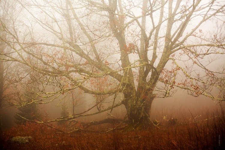 Expert Tips to Enhance Mood and Mystery in Foggy Photos