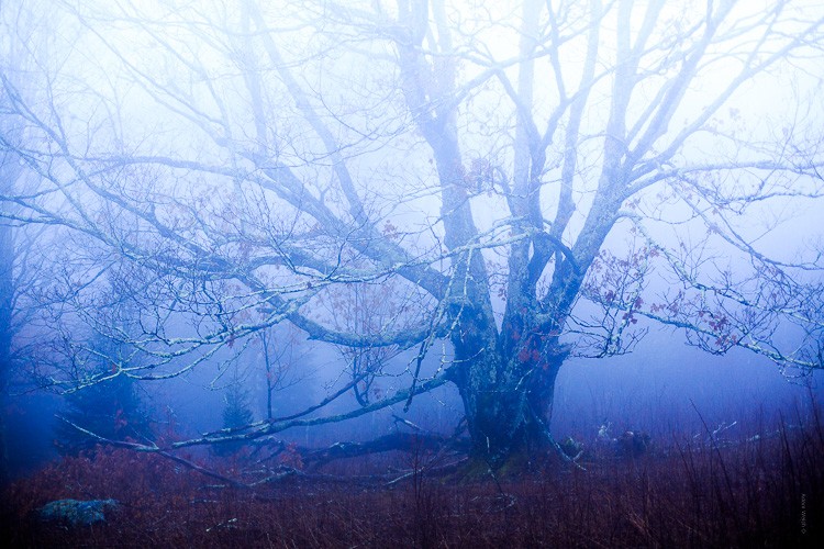 Expert Tips to Enhance Mood and Mystery in Foggy Photos