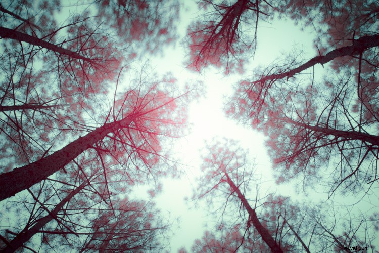 Discovering Infrared Photography: My First Shoot and Ethereal Results