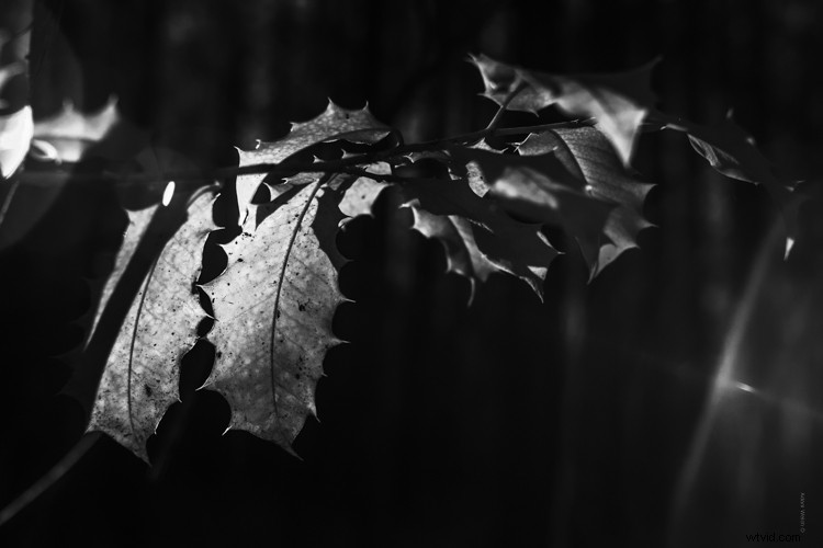 Discovering Infrared Photography: My First Shoot and Ethereal Results