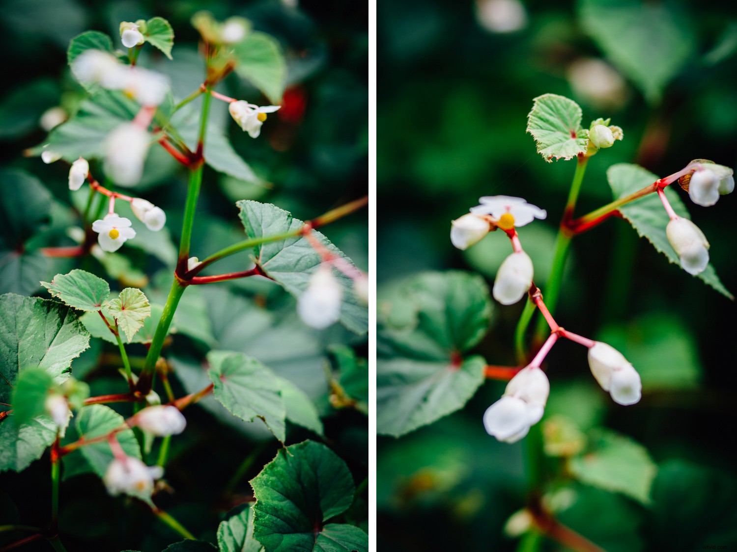 Master Low-Light Photography: Essential Tips for Sharp, Stunning Shots