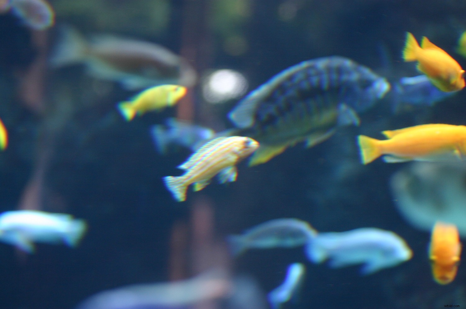 Capture Stunning Clear & Creative Aquarium Photos: Pro Low-Light Tips + Lightroom Edits