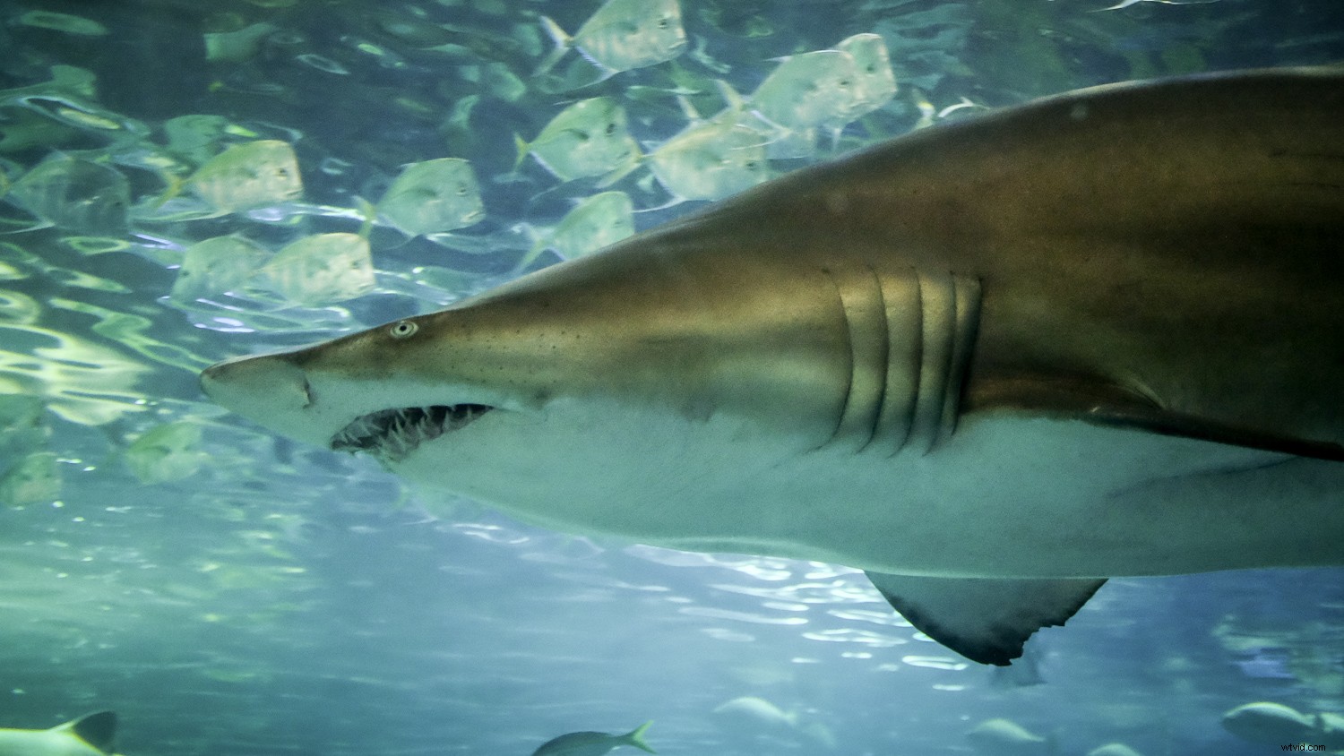 Capture Stunning Clear & Creative Aquarium Photos: Pro Low-Light Tips + Lightroom Edits