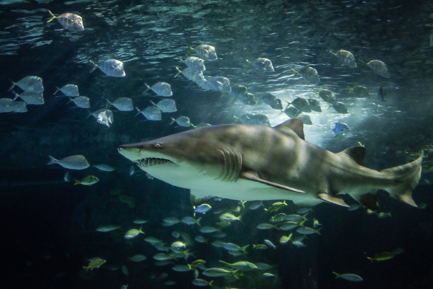 Capture Stunning Clear & Creative Aquarium Photos: Pro Low-Light Tips + Lightroom Edits