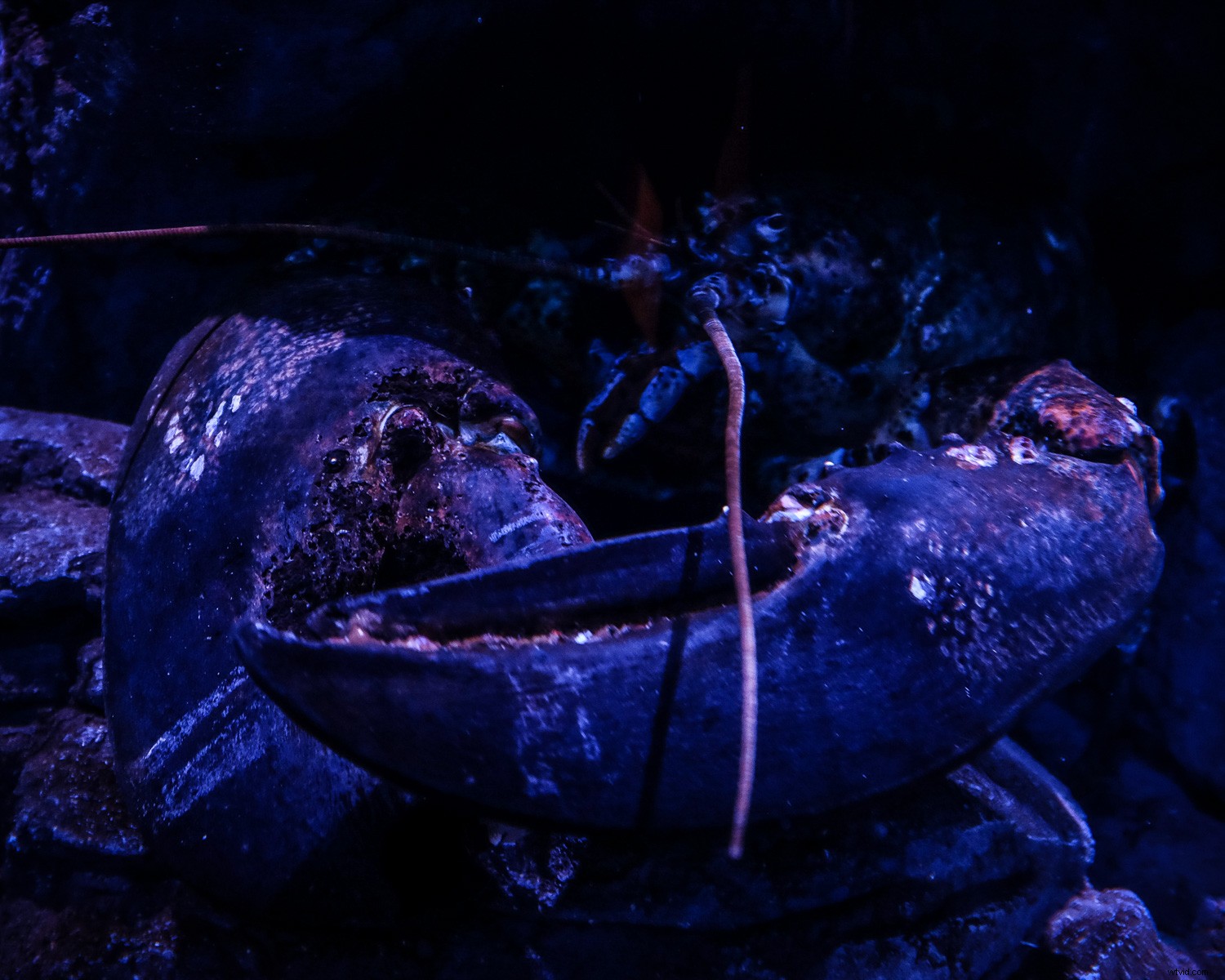 Capture Stunning Clear & Creative Aquarium Photos: Pro Low-Light Tips + Lightroom Edits