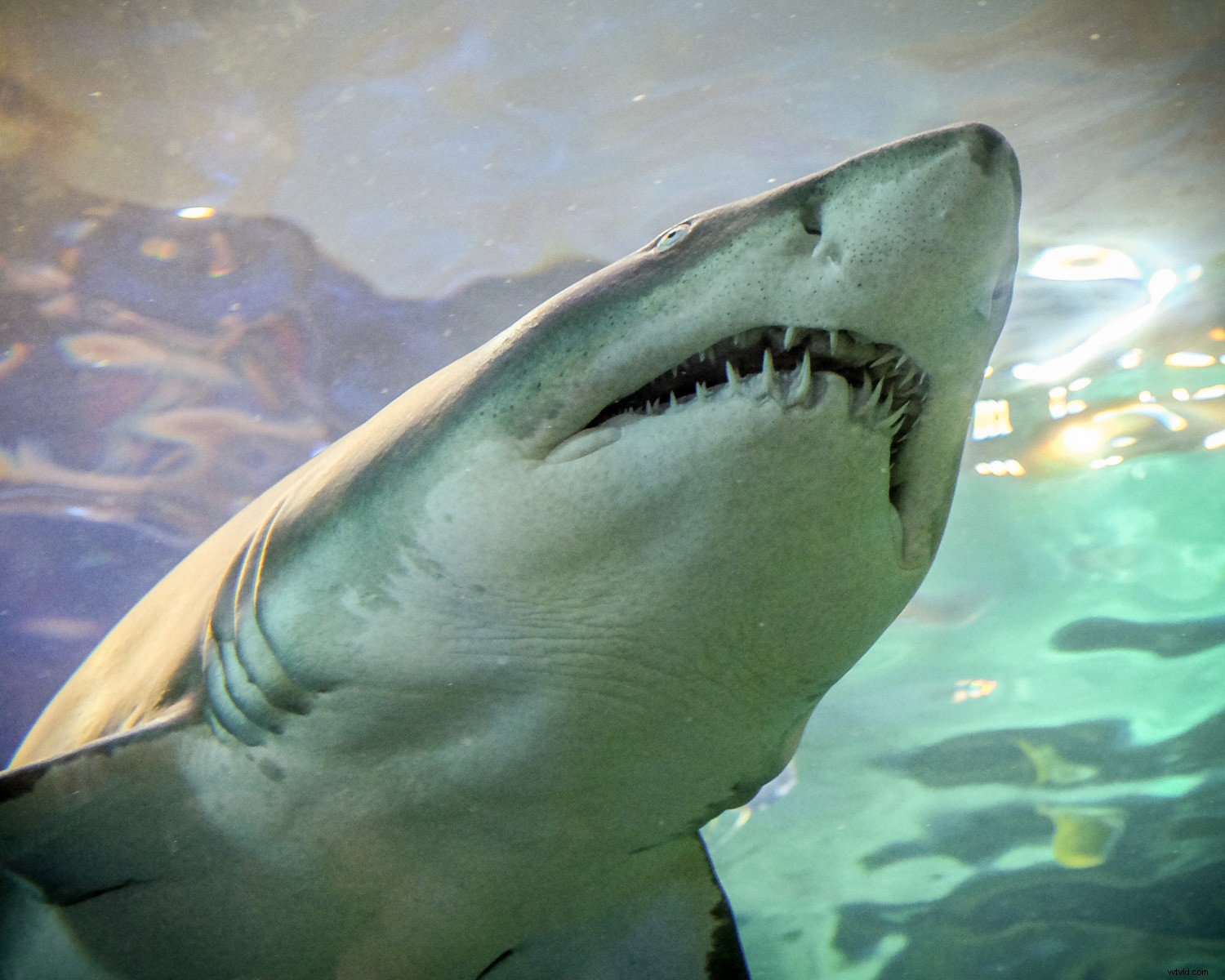 Capture Stunning Clear & Creative Aquarium Photos: Pro Low-Light Tips + Lightroom Edits