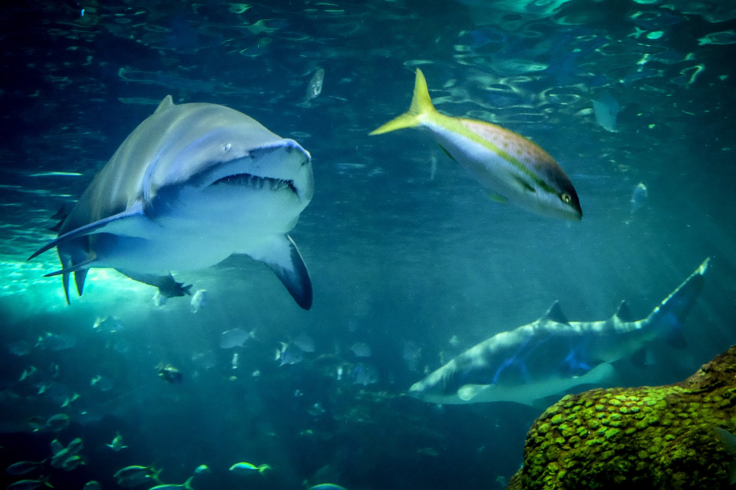 Capture Stunning Clear & Creative Aquarium Photos: Pro Low-Light Tips + Lightroom Edits