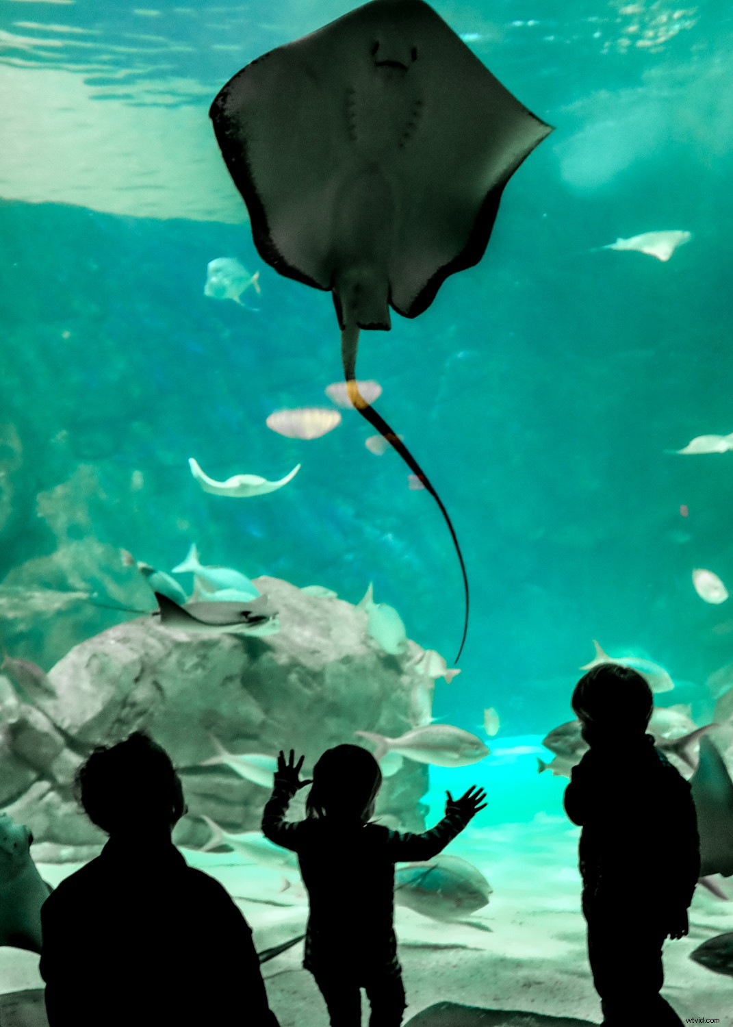 Capture Stunning Clear & Creative Aquarium Photos: Pro Low-Light Tips + Lightroom Edits