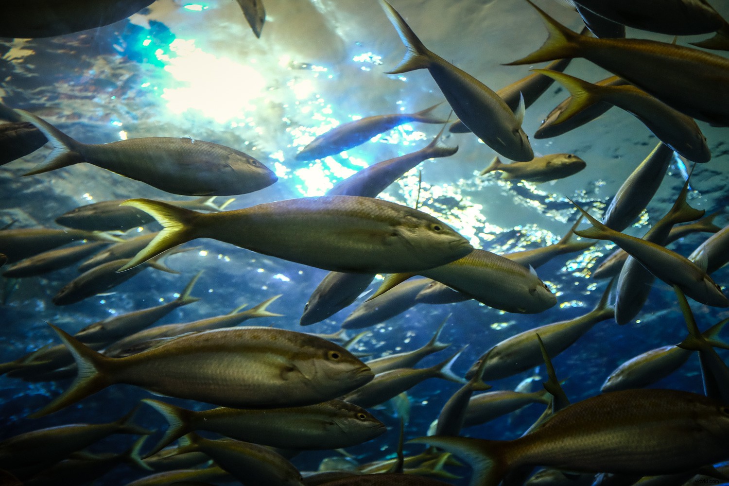 Capture Stunning Clear & Creative Aquarium Photos: Pro Low-Light Tips + Lightroom Edits