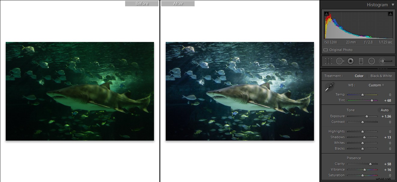 Capture Stunning Clear & Creative Aquarium Photos: Pro Low-Light Tips + Lightroom Edits