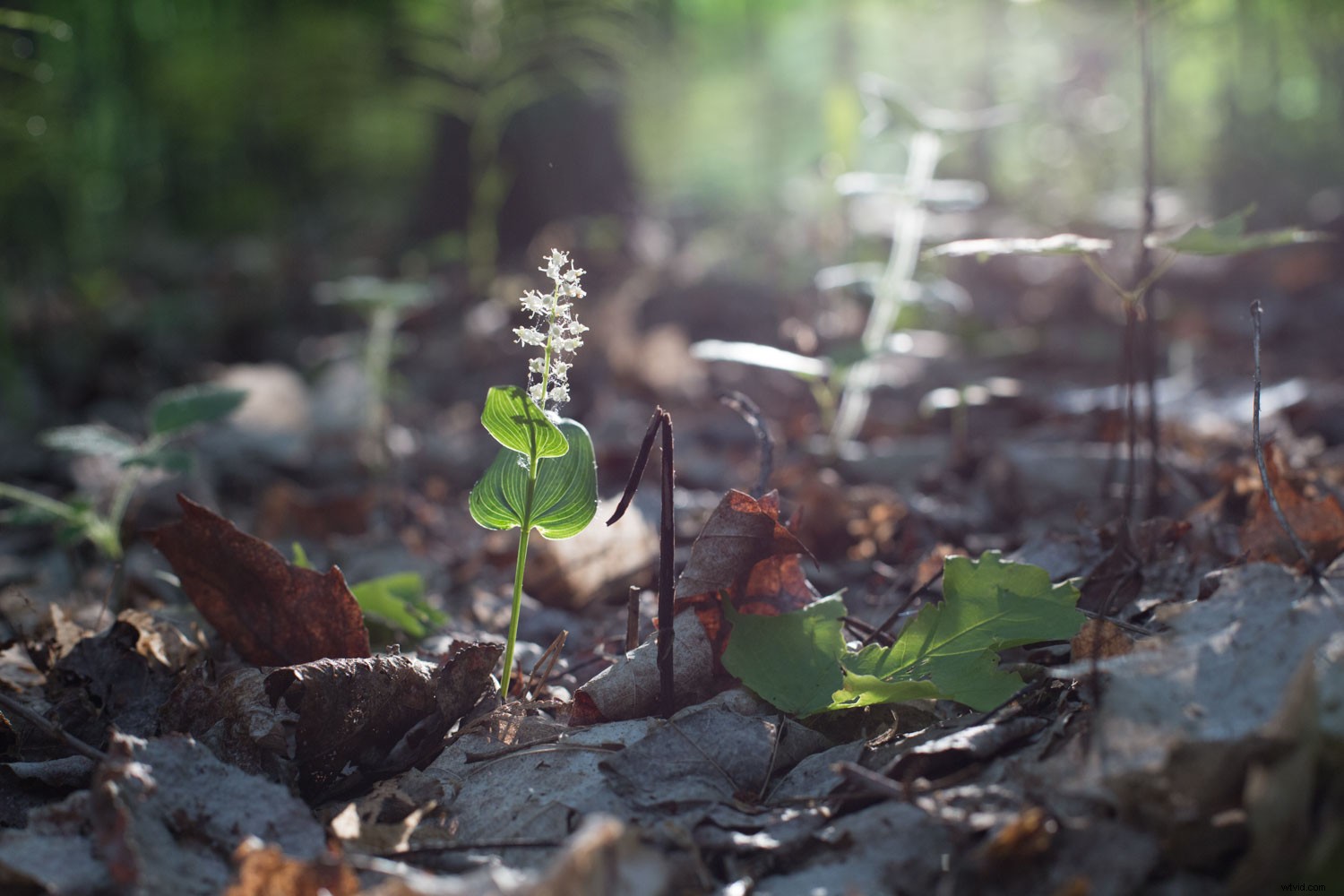 Master the Luminous Look: Pro Techniques to Elevate Your Photographs
