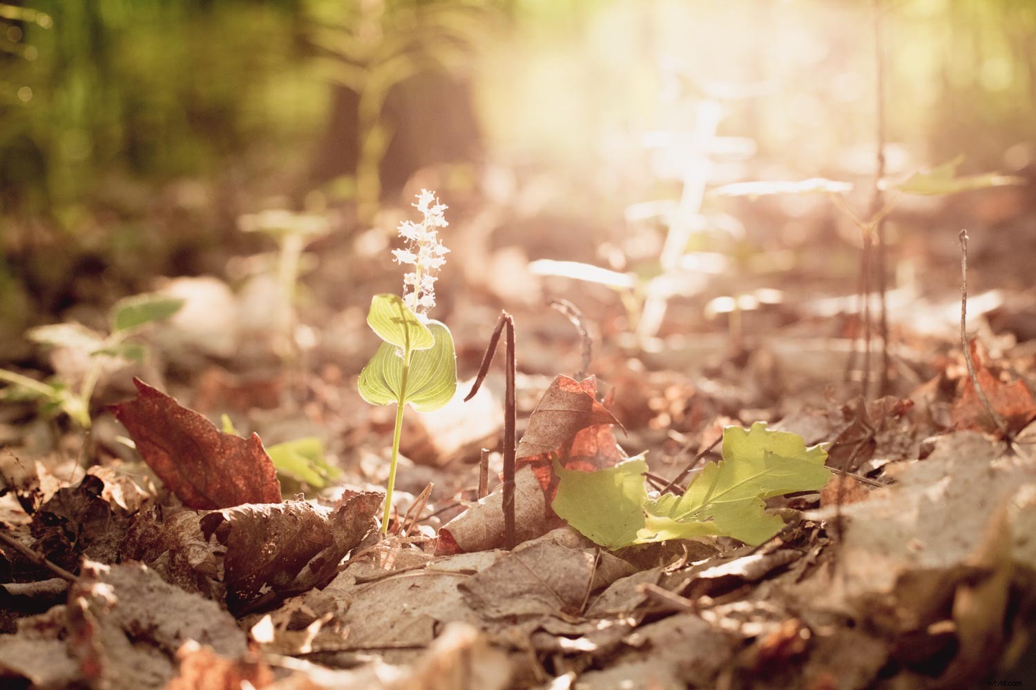 Master the Luminous Look: Pro Techniques to Elevate Your Photographs