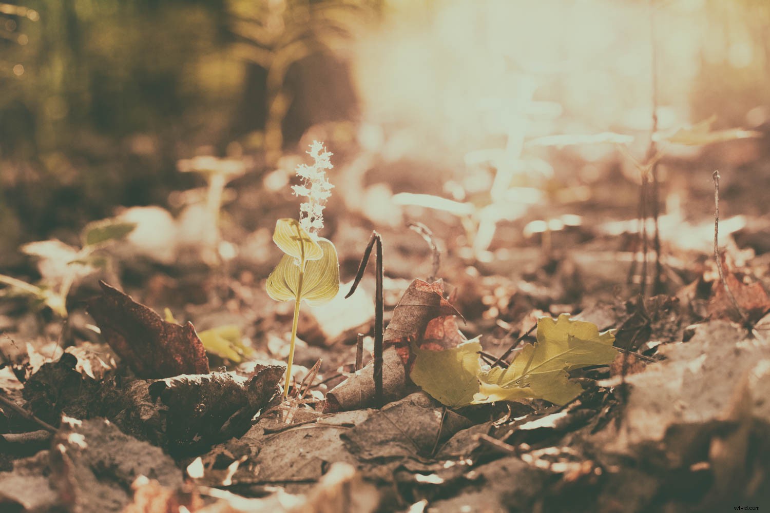 Master the Luminous Look: Pro Techniques to Elevate Your Photographs