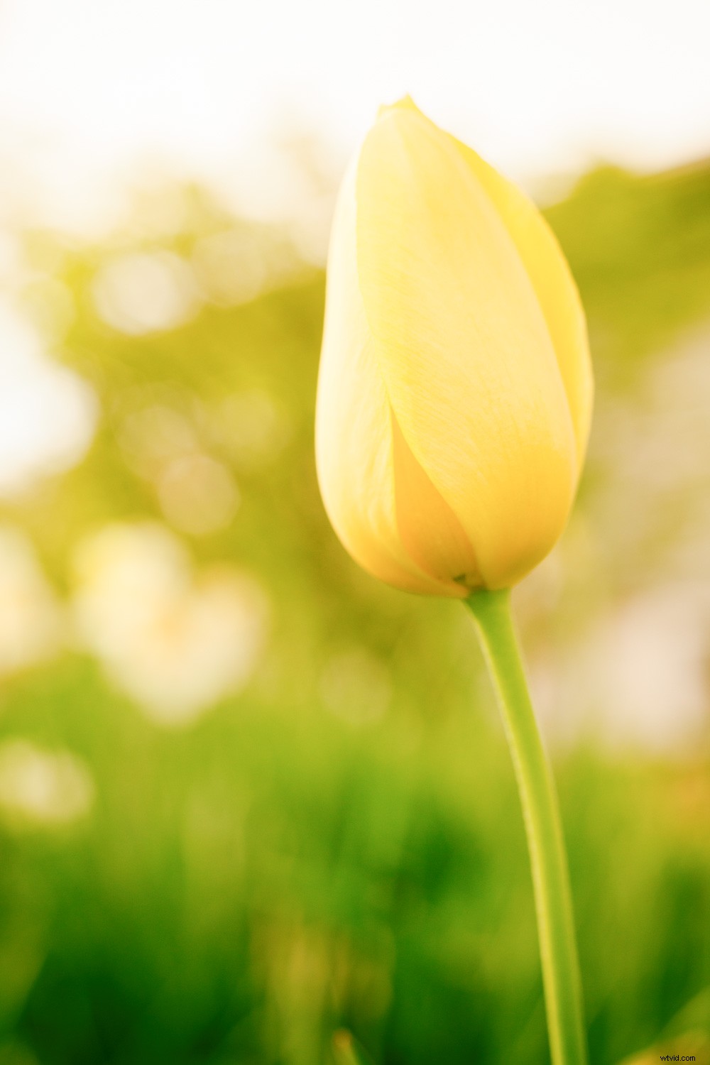 Master the Luminous Look: Pro Techniques to Elevate Your Photographs