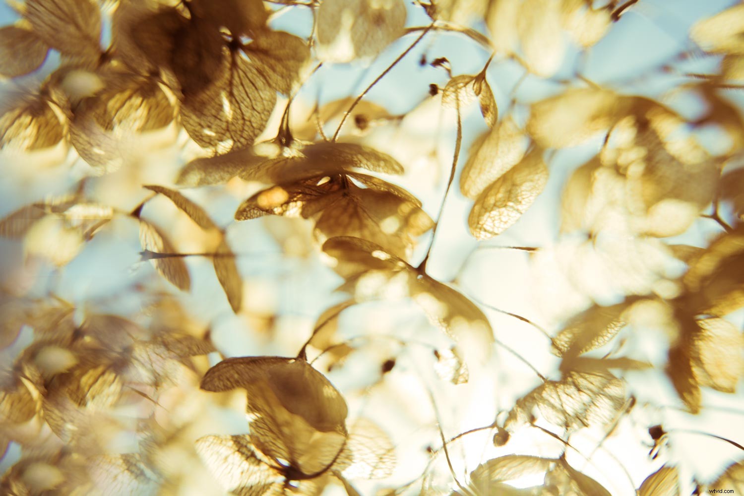 Master the Luminous Look: Pro Techniques to Elevate Your Photographs