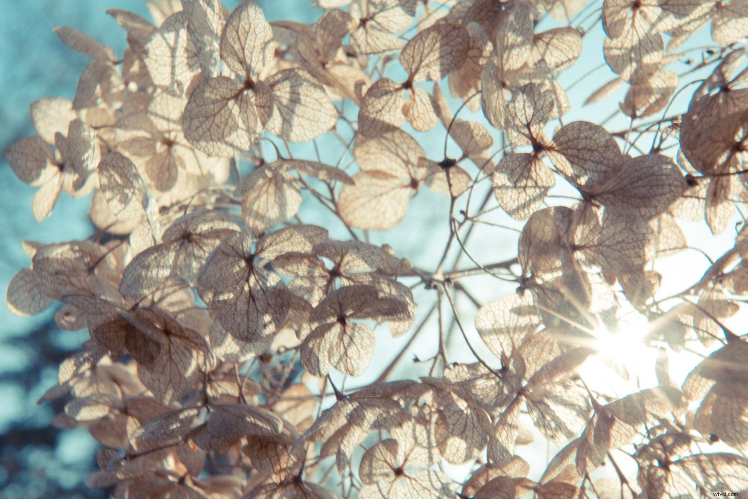 Master the Luminous Look: Pro Techniques to Elevate Your Photographs