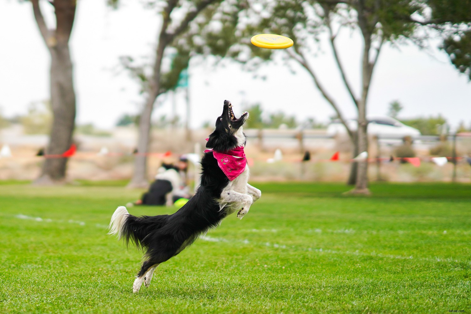 Sony FE 85mm f/1.4 GM Lens Review: Pro Portrait Powerhouse