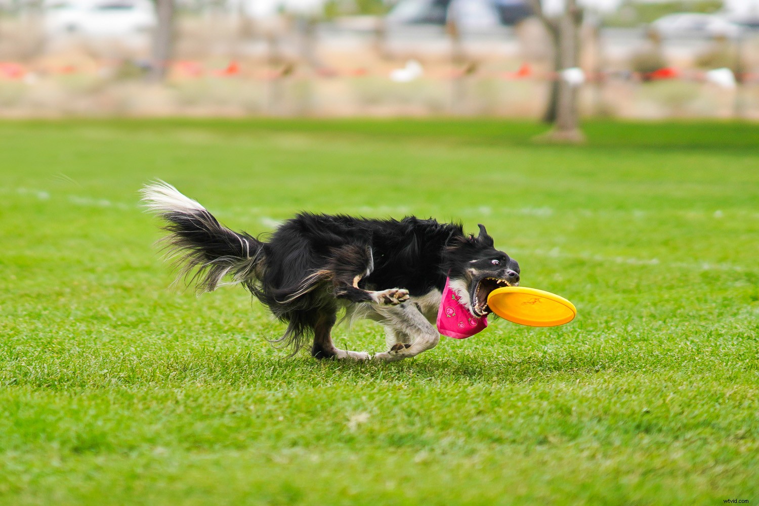 Sony FE 85mm f/1.4 GM Lens Review: Pro Portrait Powerhouse