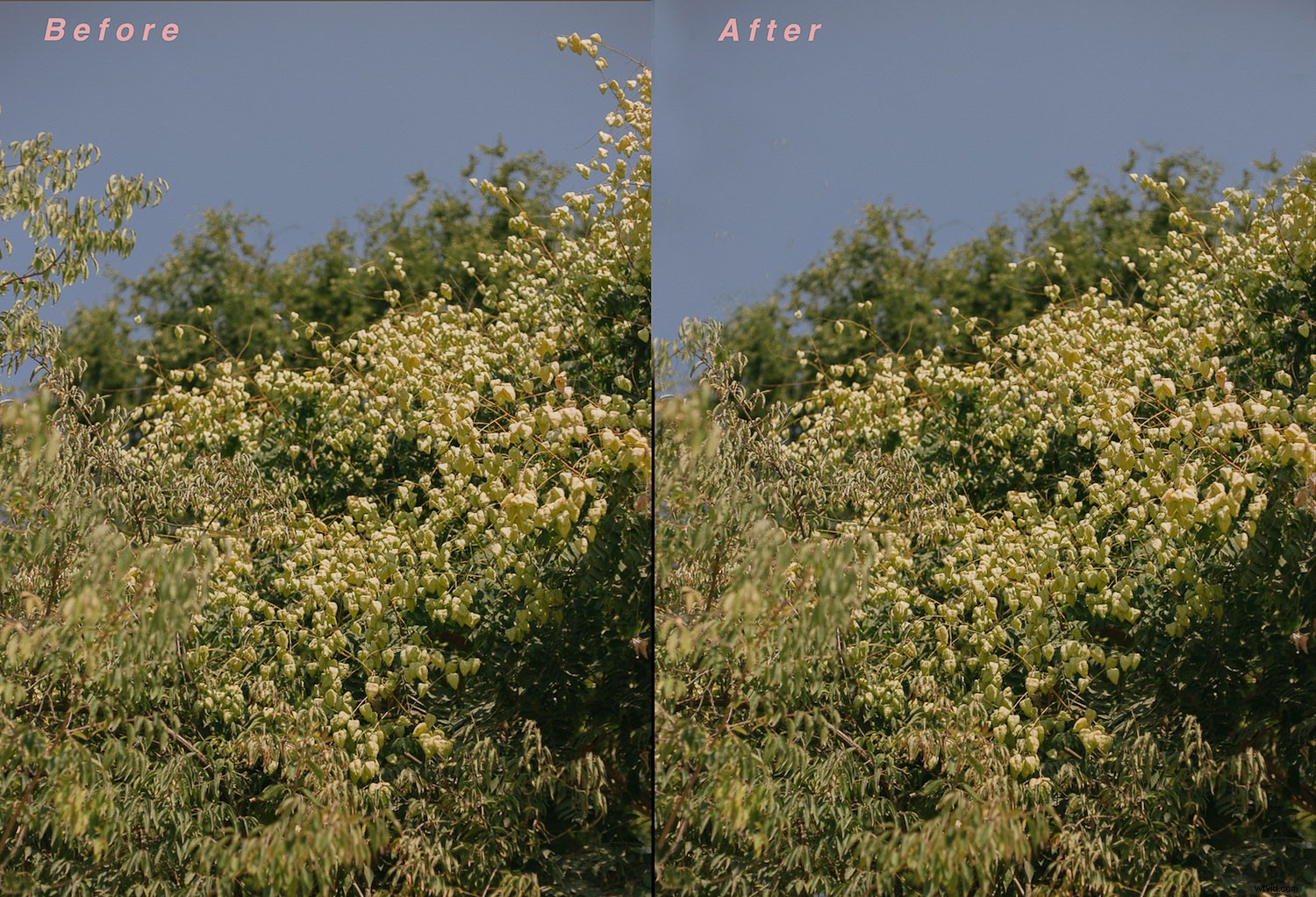 Master a Consistent & Clean Photo Editing Style: Pro Tips for Photographers