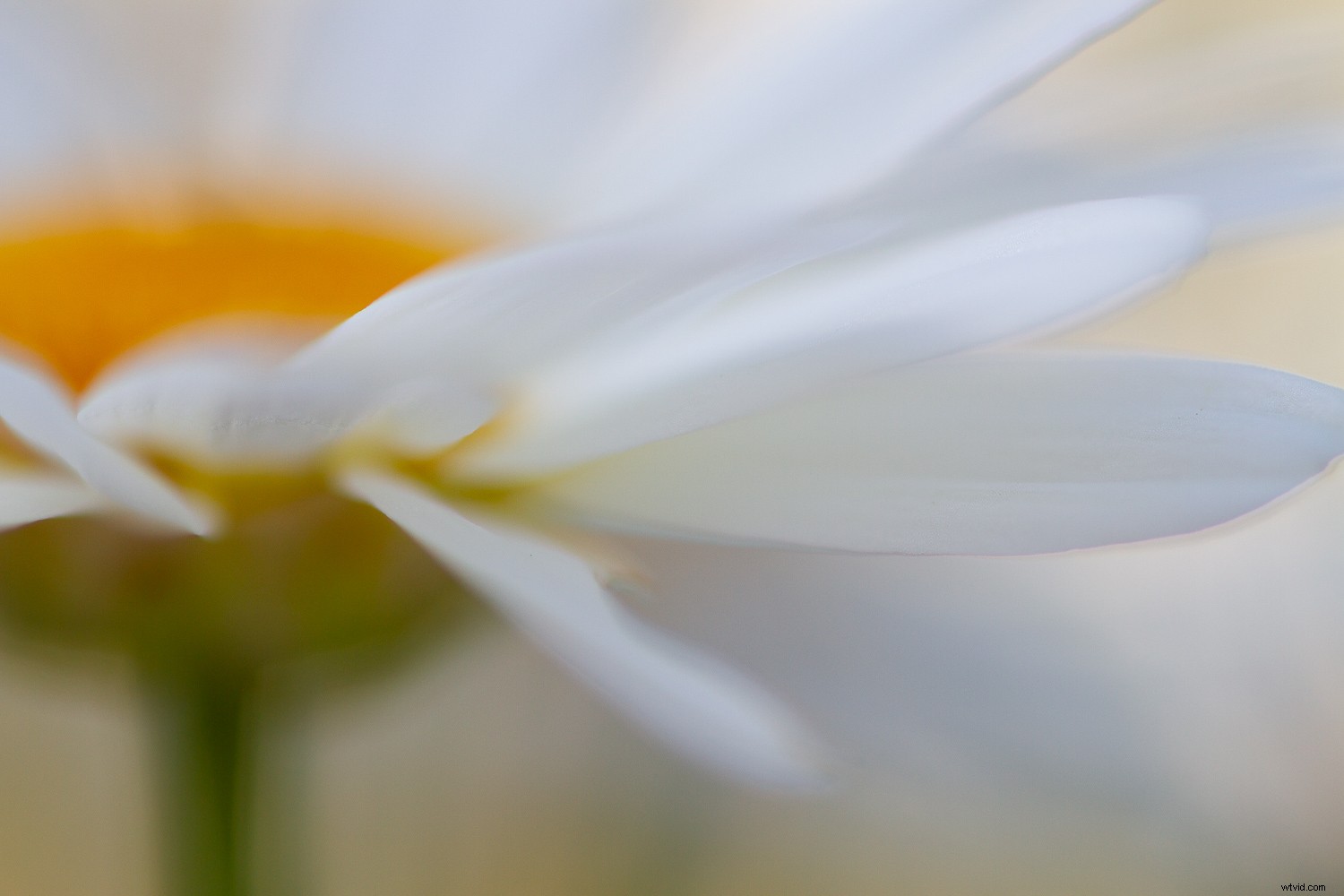 5 Proven Techniques to Transform Ordinary Subjects into Extraordinary Photographs