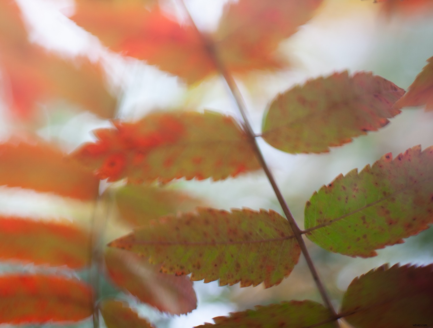 5 Proven Techniques to Transform Ordinary Subjects into Extraordinary Photographs