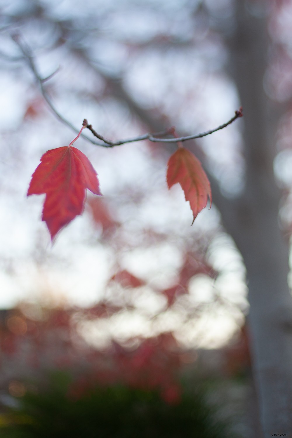 5 Proven Techniques to Transform Ordinary Subjects into Extraordinary Photographs