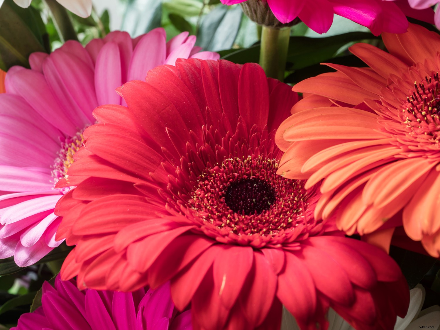 Master Sensor-Shift Technology: Achieve Stunning High-Resolution Images