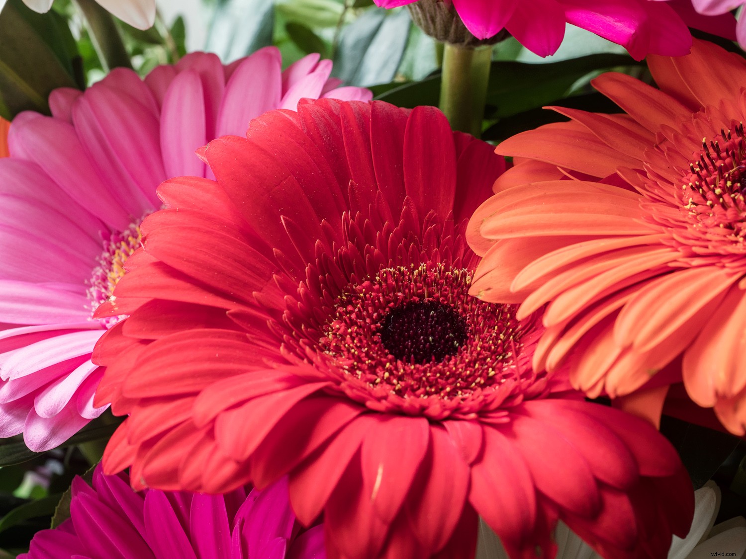 Master Sensor-Shift Technology: Achieve Stunning High-Resolution Images