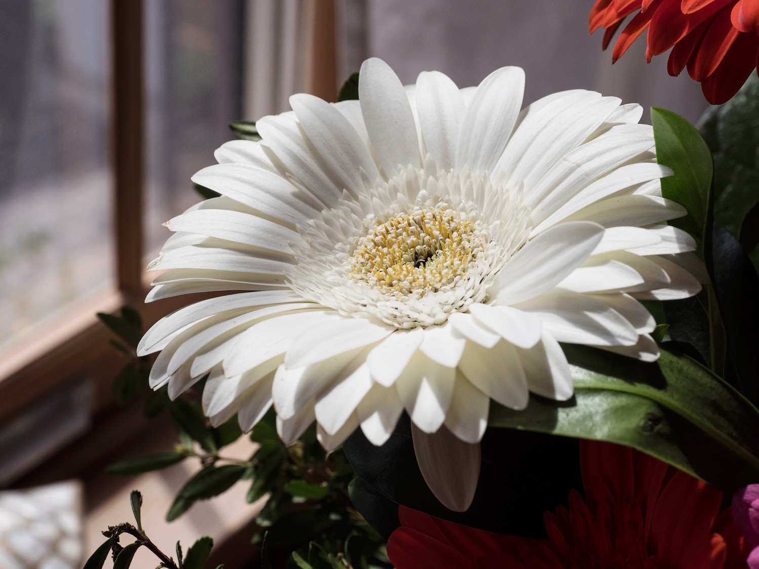 Master Sensor-Shift Technology: Achieve Stunning High-Resolution Images