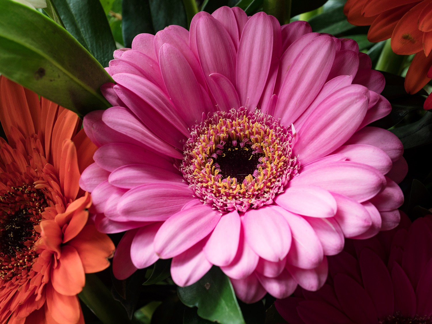 Master Sensor-Shift Technology: Achieve Stunning High-Resolution Images