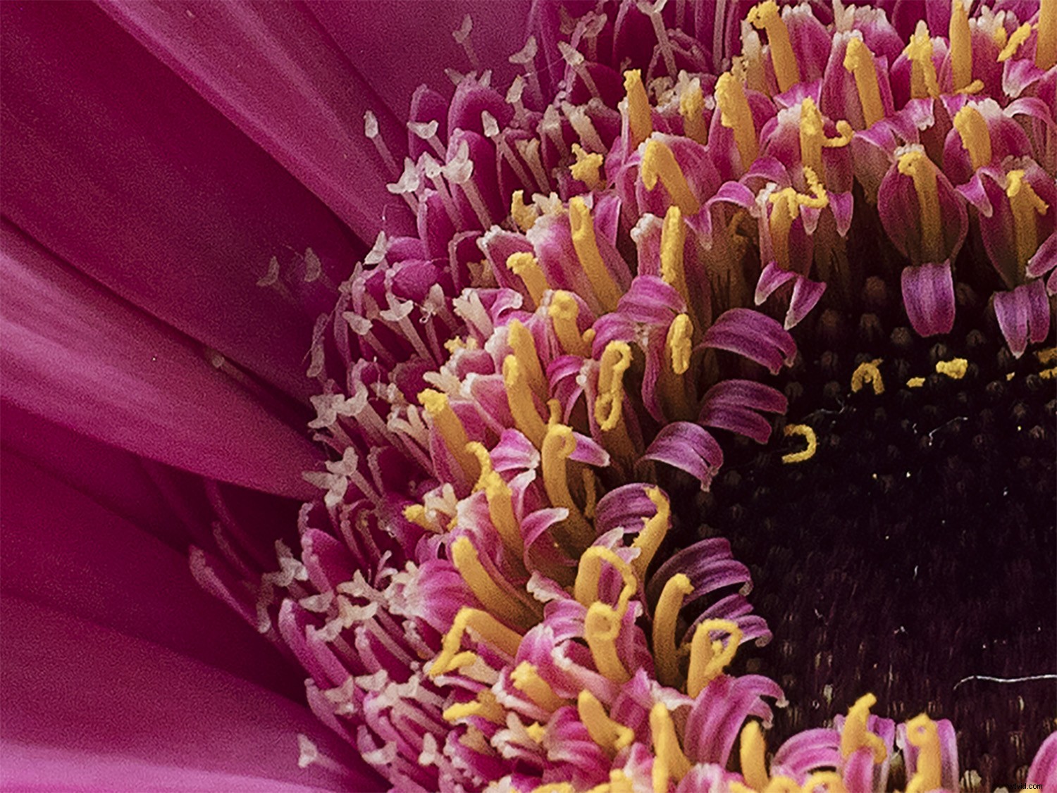 Master Sensor-Shift Technology: Achieve Stunning High-Resolution Images