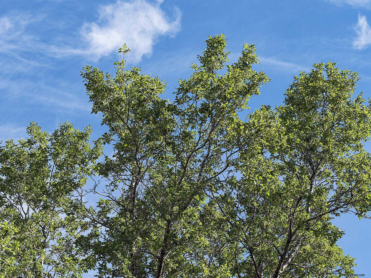 Master Sensor-Shift Technology: Achieve Stunning High-Resolution Images