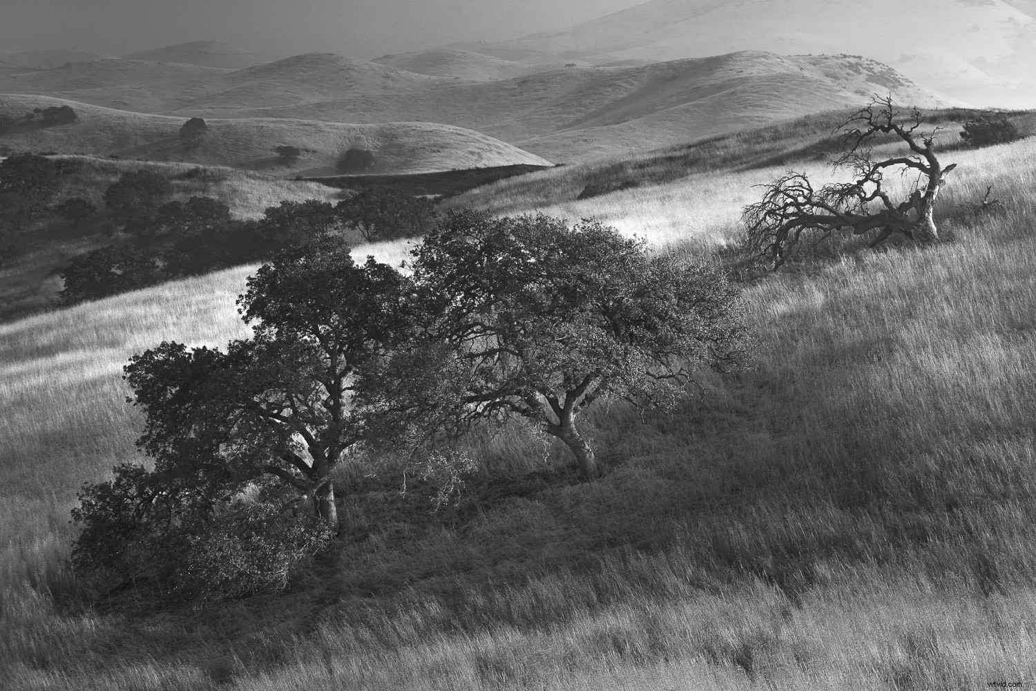 Master Stunning Black & White Photos: Photoshop Gradient Map Tutorial