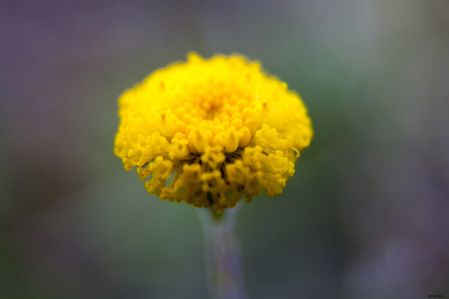 5 Expert Tips for Captivating Flower Photography with Maximum Impact