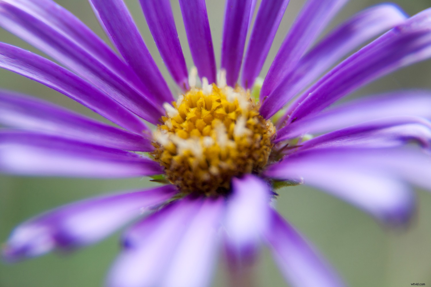 5 Expert Tips for Captivating Flower Photography with Maximum Impact