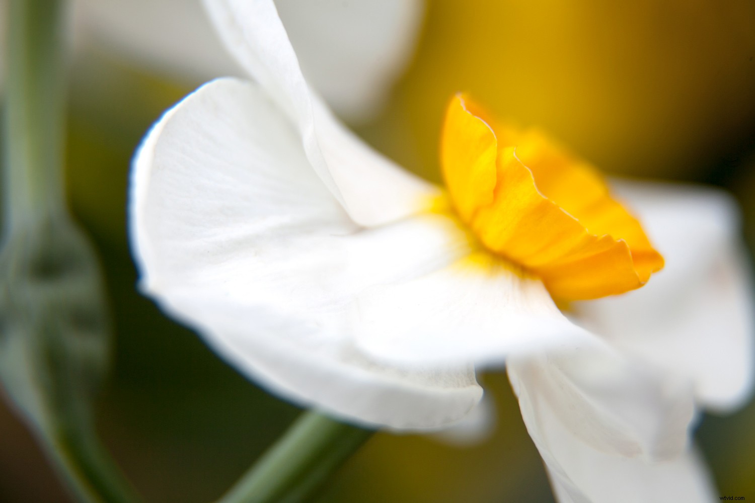 5 Expert Tips for Captivating Flower Photography with Maximum Impact