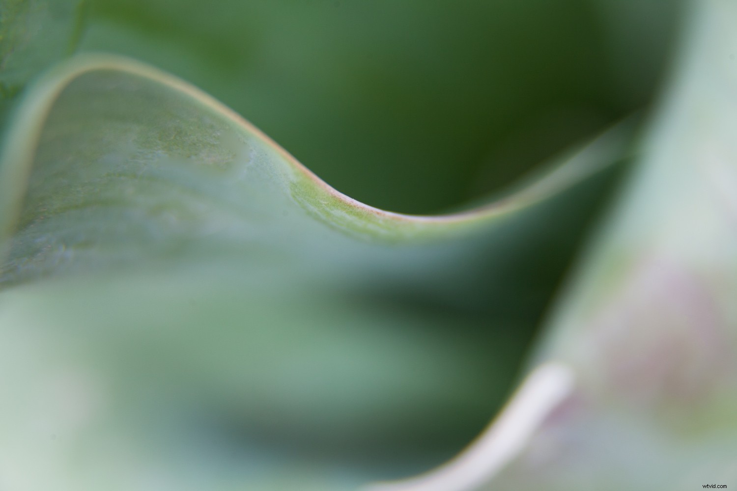 5 Expert Tips for Captivating Flower Photography with Maximum Impact