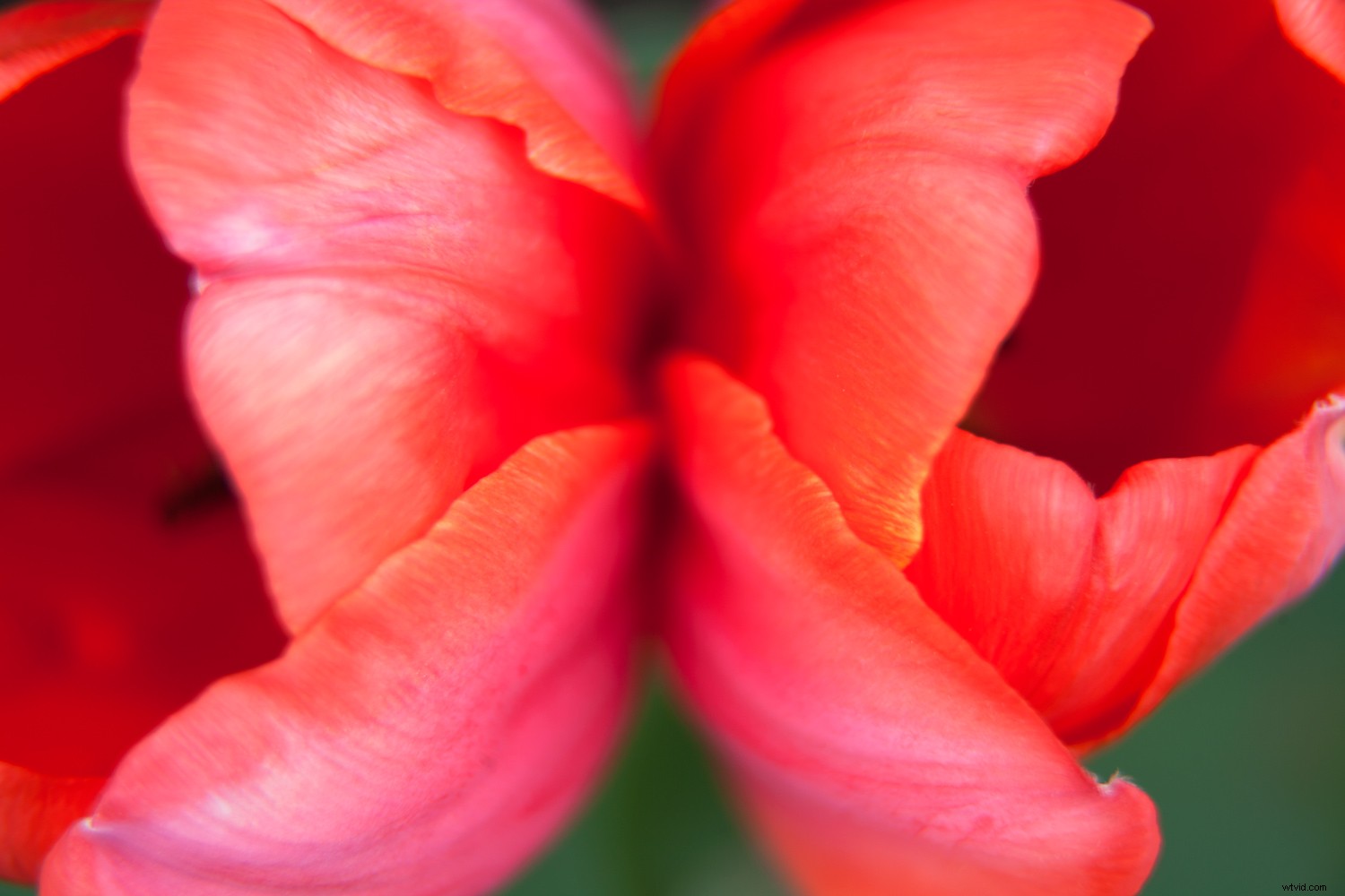 5 Expert Tips for Captivating Flower Photography with Maximum Impact