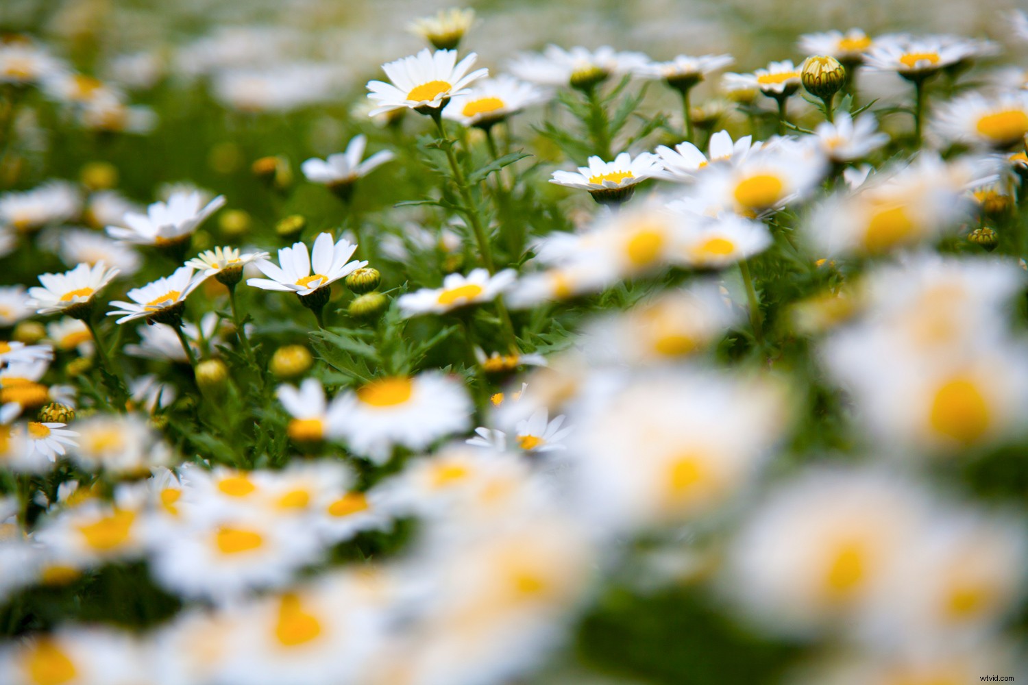 5 Expert Tips for Captivating Flower Photography with Maximum Impact